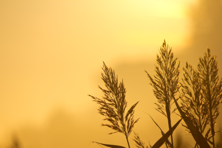 Bild-Nr: 10292221 Schilf im Sonnenaufgang Erstellt von: Stephanie Stephanie Dannecker