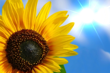 Bild-Nr: 10292351 Sonnenblume mit Sonnenstrahlen Erstellt von: Ina  Penning