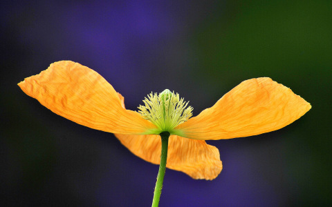 Bild-Nr: 10292385 Blütensinfonie Erstellt von: Botanicus