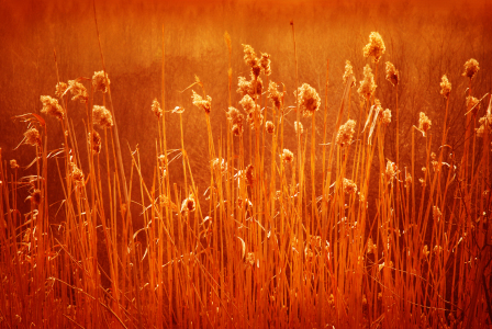 Bild-Nr: 10294185 Herbst Erstellt von: Atteloi