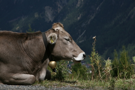 Bild-Nr: 10296205 Allgäuer Kuh Erstellt von: Hottommi