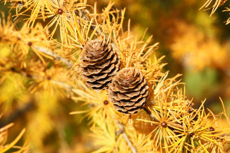 Bild-Nr: 10297305 Goldener Herbst Erstellt von: PhotographybyMK