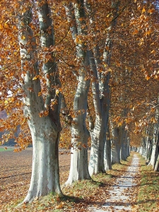 Bild-Nr: 10297481 Platanenherbst Erstellt von: Marion227