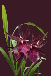 Bild-Nr: 10302033 Orchidee - Miltassia Royal Robe Erstellt von: Callisto