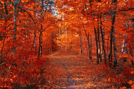 Bild-Nr: 10302751 Herbstweg Erstellt von: Steffen Gierok