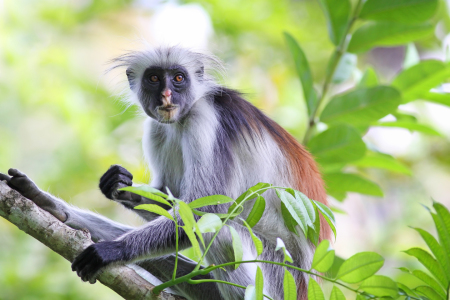 Bild-Nr: 10303211 Colobus Affe Erstellt von: FotoDeHRO