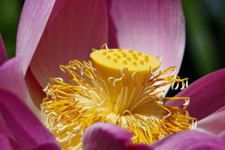 Bild-Nr: 10306025 Lotusblume Erstellt von: fotoping