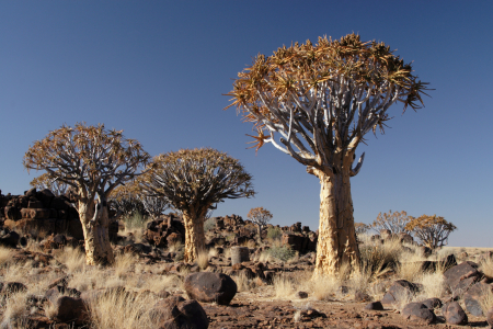 Bild-Nr: 10306795 Köcherbäume in Namibia Erstellt von: DirkR