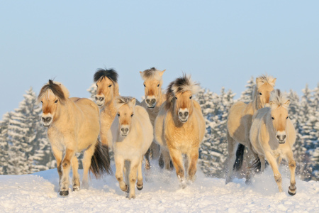 Bild-Nr: 10308273 Herde Fjordpferde im Schnee Erstellt von: Martina Grebler