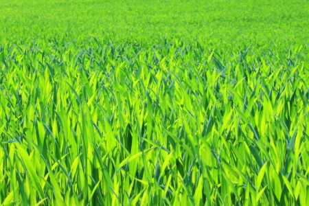 Bild-Nr: 10308729 Rice plant with blur for background Erstellt von: fotoping