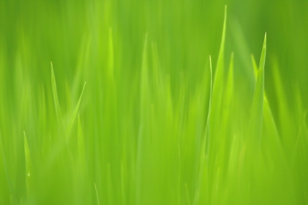 Bild-Nr: 10308745 Rice plant with blur for background Erstellt von: fotoping