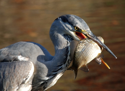 Bild-Nr: 10309549 Mahlzeit!!! Erstellt von: GUGIGEI