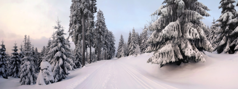 Bild-Nr: 10313421 Winterwald Erstellt von: Steffen Gierok