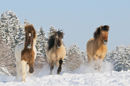 Bild-Nr: 10323047 Islandpferde im Winter Erstellt von: Martina Grebler
