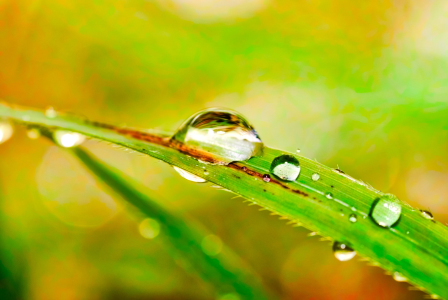 Bild-Nr: 10323301 Wassertropfen auf einem Blatt Erstellt von: fotocui