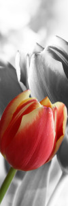 Bild-Nr: 10325529 Rote Tulpe Erstellt von: Cindy Friedrich