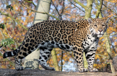 Bild-Nr: 10325829 Jaguar - immer aufmerksam und auf dem Sprung - Erstellt von: mpenzi