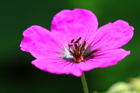 Bild-Nr: 10330255 Geranium Erstellt von: falconer59