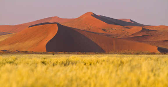 Bild-Nr: 10336359 Rote Dünen der Namibwüste Erstellt von: janschuler