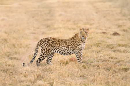 Bild-Nr: 10336695 Leopard Erstellt von: janschuler