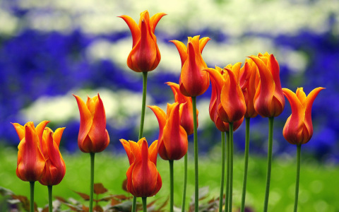 Bild-Nr: 10336781 Blumenstolz im Frühling Erstellt von: Botanicus