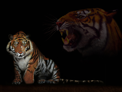 Bild-Nr: 10337205 Farbstiftzeichnung Tiger love 2  Erstellt von: Mausopardia