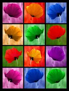 Bild-Nr: 10337761 Mohnblumen Poster 2 Erstellt von: Atteloi