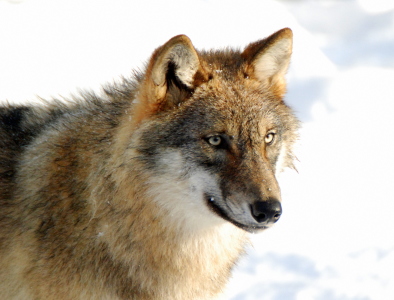 Bild-Nr: 10339391 junger Wolf Erstellt von: GUGIGEI