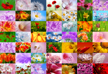 Bild-Nr: 10341405 Blumen Collage Erstellt von: Atteloi