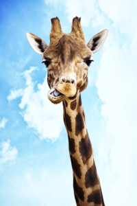 Bild-Nr: 10347813 Giraffe Erstellt von: Timo Geble