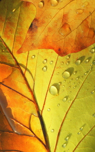 Bild-Nr: 10348419 Perlen des Herbstes Erstellt von: Botanicus