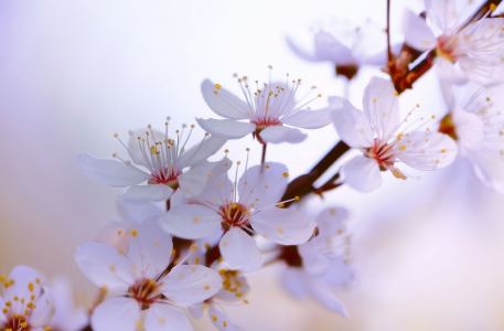 Bild-Nr: 10349409 Frühling Erstellt von: Renate Knapp