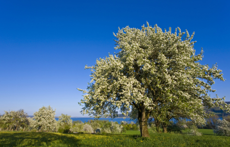 Bild-Nr: 10350271 FRÜHLING Erstellt von: dieterich