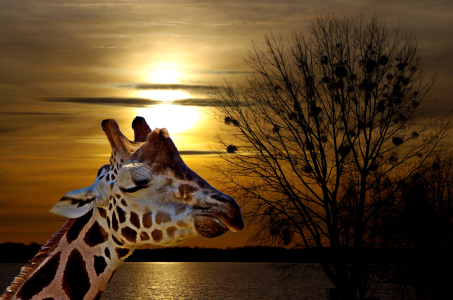 Bild-Nr: 10367913 Giraffe im Abendlicht Erstellt von: Renate Schunack