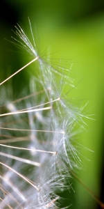 Bild-Nr: 10370107 Pusteblume Erstellt von: Susanne Herppich