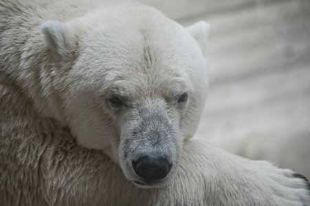 Bild-Nr: 10370659 Eisbär Erstellt von: fotokunst-schmelzer