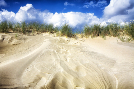 Bild-Nr: 10376537 seagull on a dune Erstellt von: Timo Geble