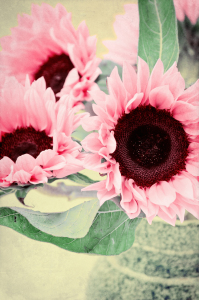 Bild-Nr: 10378567 Pink sunflowers Erstellt von: Angela  Dölling