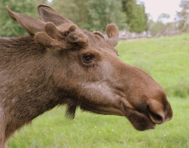 Bild-Nr: 10381521 Elch-Portrait Erstellt von: GUGIGEI