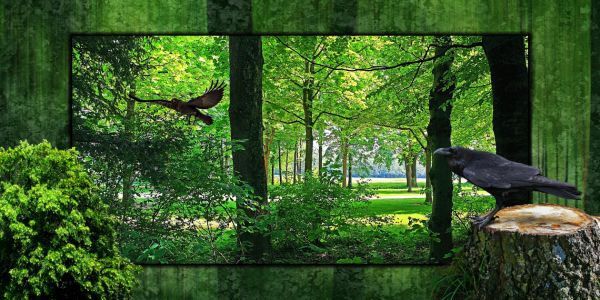 Bild-Nr: 10382693 Die Waldlichtung mit Rabe Erstellt von: Mausopardia