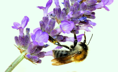 Bild-Nr: 10382827 fleissiges Bienchen Erstellt von: GUGIGEI