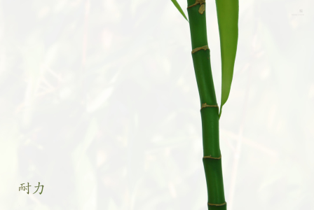 Bild-Nr: 10383347 bambus weiß (ausdauer)  Erstellt von: hannes cmarits