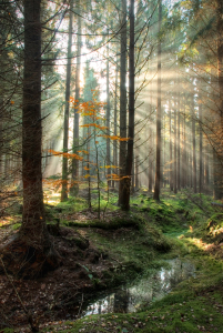 Bild-Nr: 10386065 Sonnenstrahlen Erstellt von: PeterTost