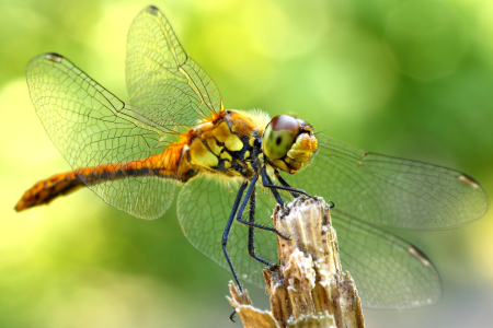 Bild-Nr: 10388799 Libelle Erstellt von: Schildchen