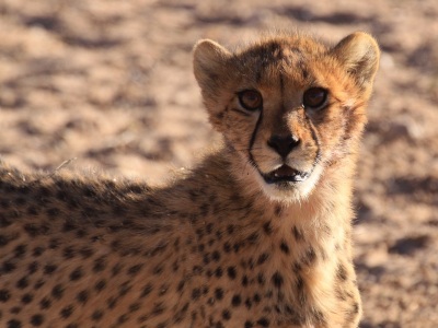 Bild-Nr: 10392301 Gepard im Kgalagadi-Nationalpark Erstellt von: sasowewi