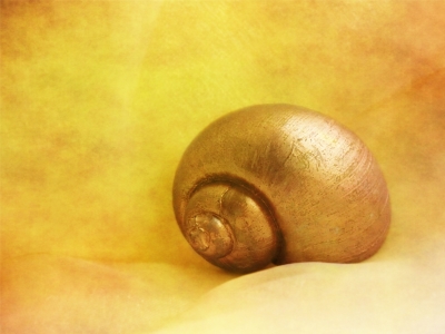 Bild-Nr: 10392611 snail-shell Erstellt von: Anja Otto