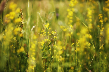 Bild-Nr: 10402079 Yellow Wildflower Erstellt von: Renate Knapp