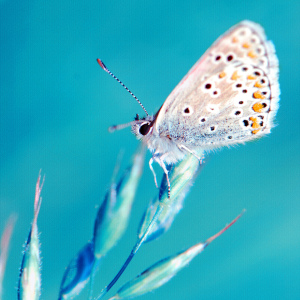 Bild-Nr: 10402581 Butterfly Erstellt von: Atteloi