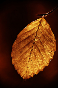 Bild-Nr: 10408945 Goldener Herbst Erstellt von: Timo Geble