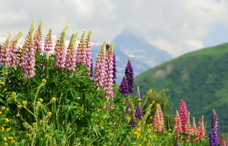 Bild-Nr: 10410025 * Lupinen * Erstellt von: GUGIGEI